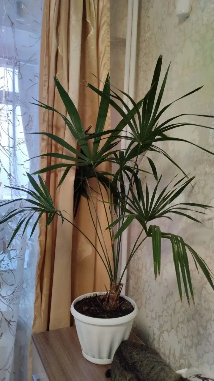 Продам пальму