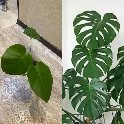 Продажа монстеры в Кемерово - частное объявление в Кемерово