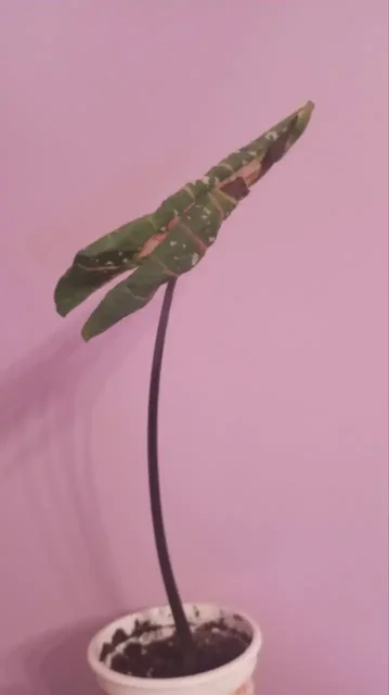 Обмен цветов на другие товары - Барахолка в Кемерово