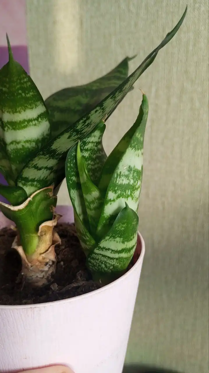 Обмен цветов на другие товары