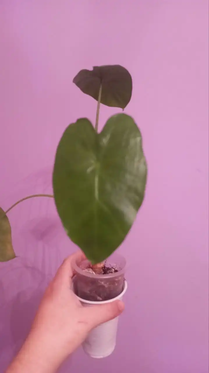 Обмен цветов на другие товары