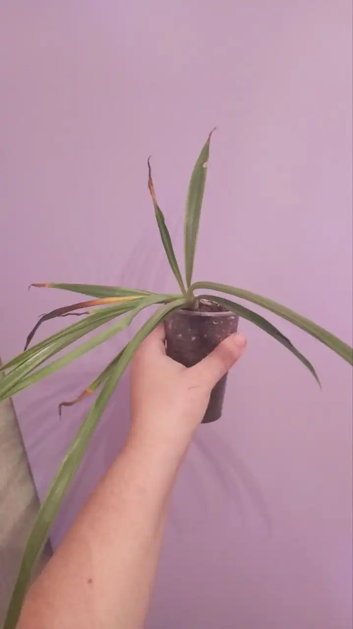 Обмен цветов на другие товары