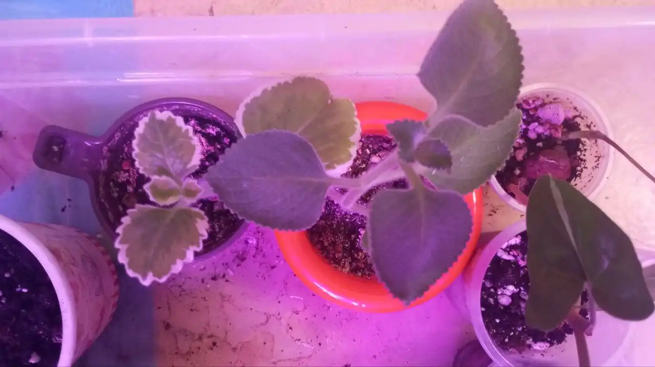 Обмен цветов на другие товары