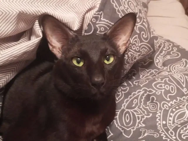 Котята ориентальной породы - Животные в Кемерово