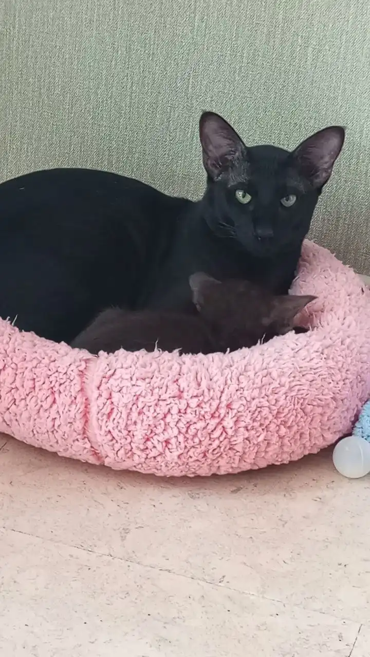 Котята ориентальной породы