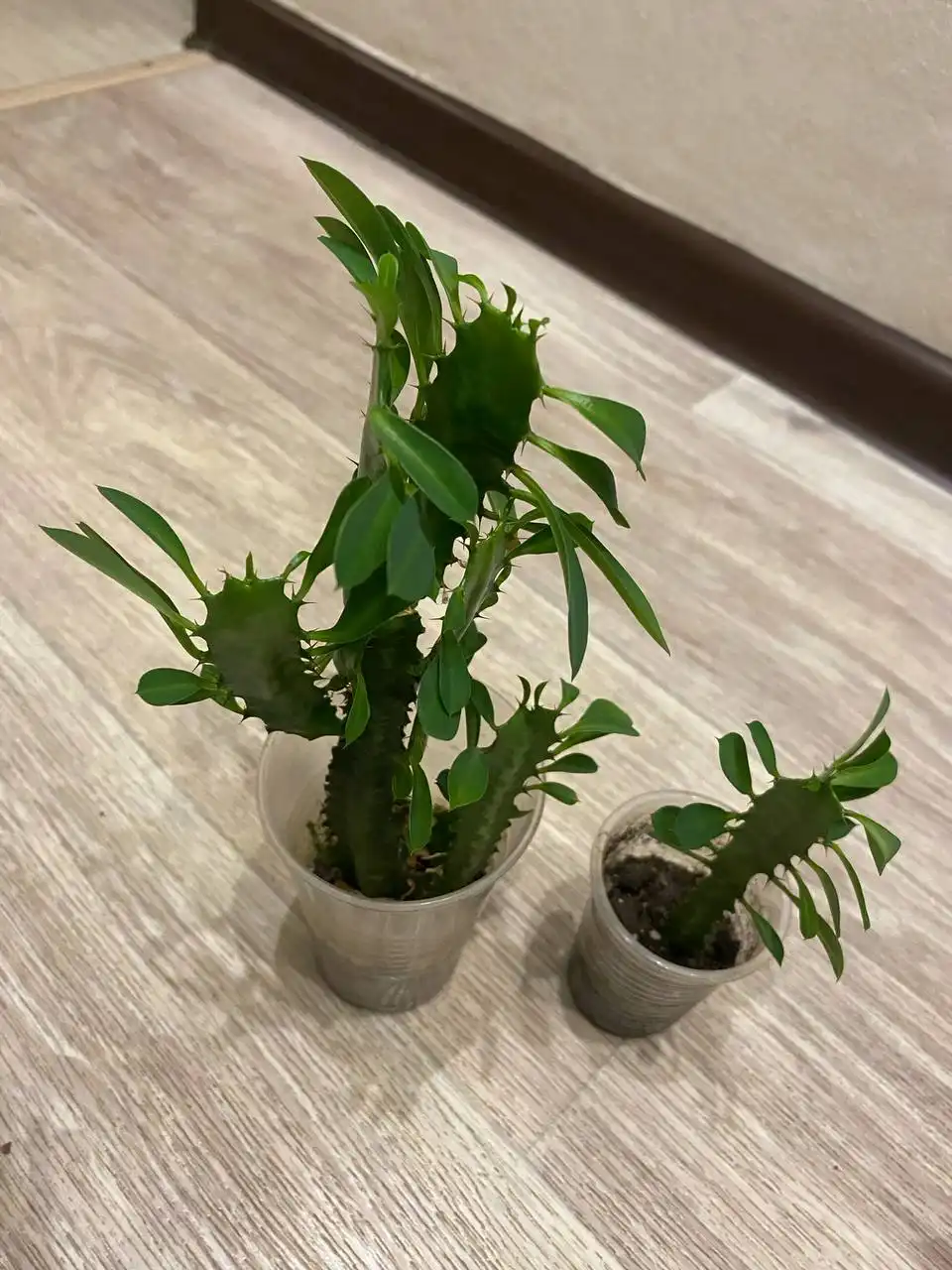 Молочай трехгранный в Кемерово