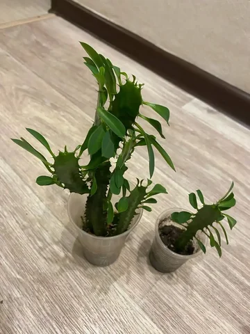 Молочай трехгранный в Кемерово - частное объявление в Кемерово