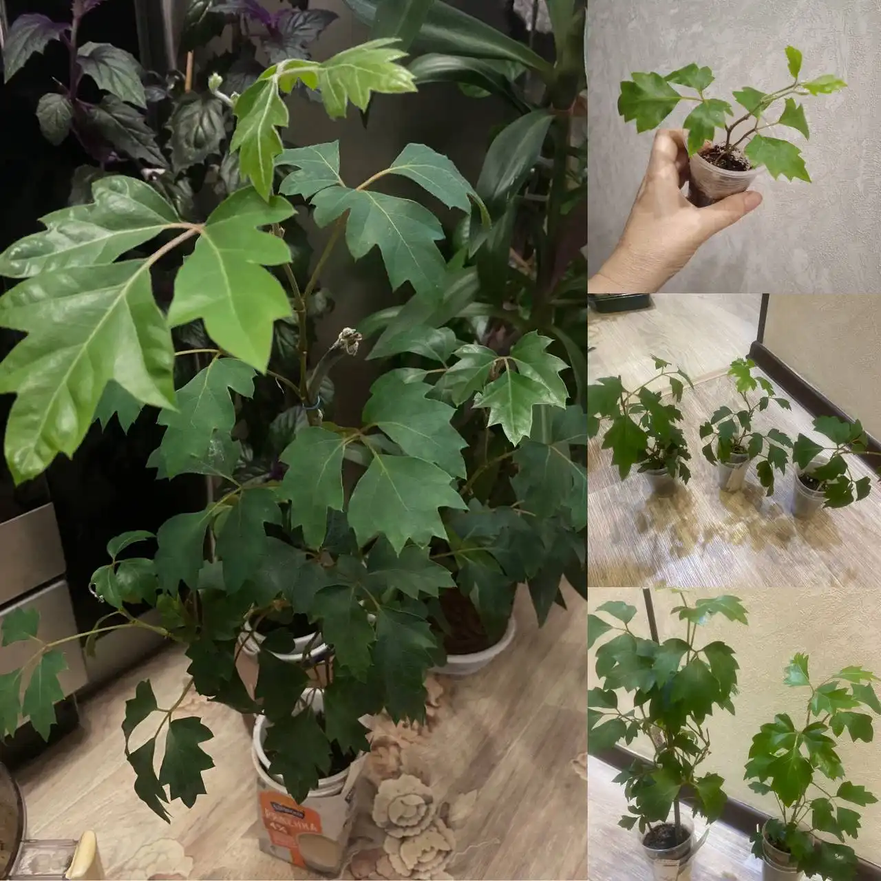 Продажа циссуса (берёзки) разных размеров - Растения (Хобби и отдых) в Кемерово