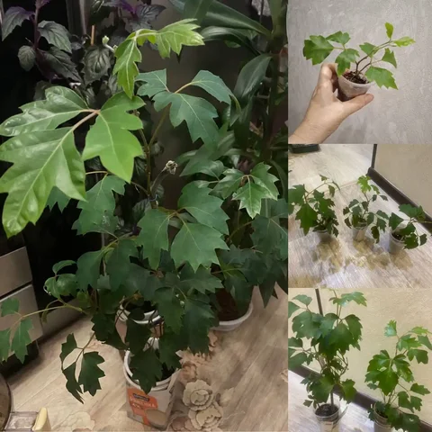 Продажа циссуса (берёзки) разных размеров - Игровые аксессуары в Кемерово