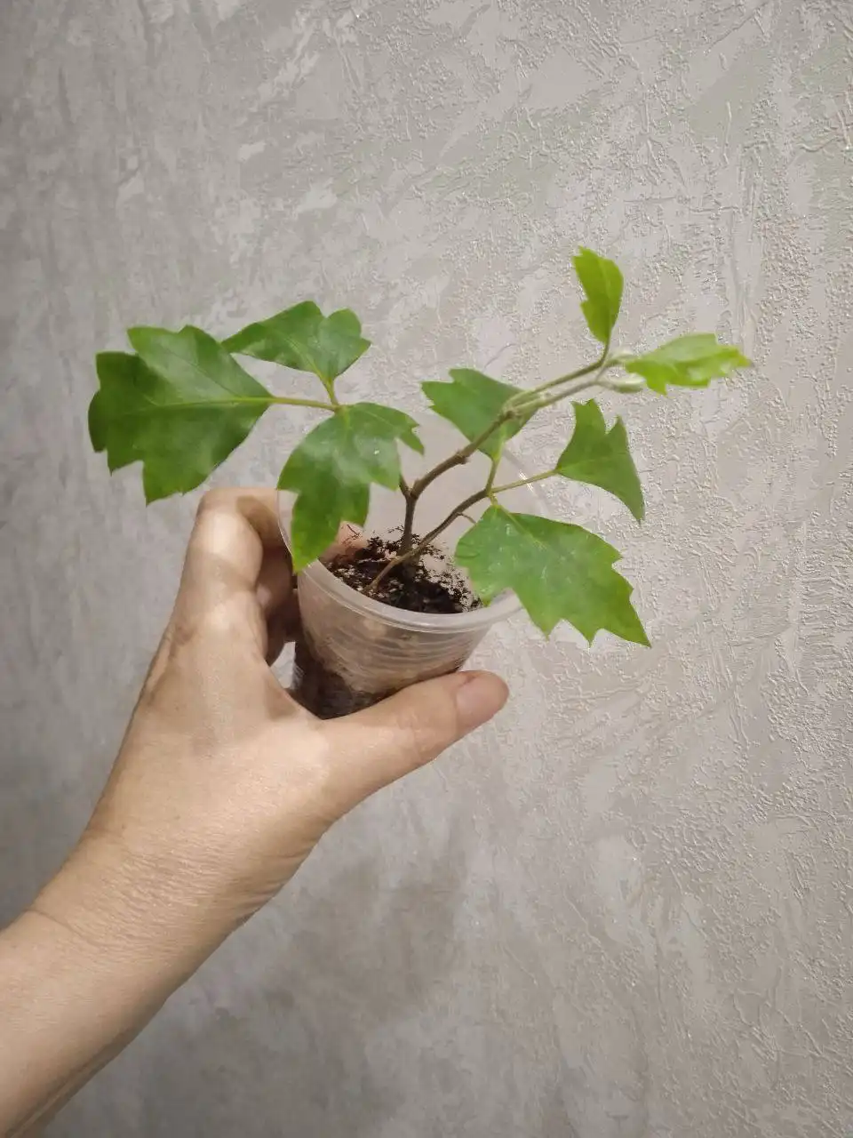 Циссус (Берёзка) - Растения (Барахолка) в Кемерово