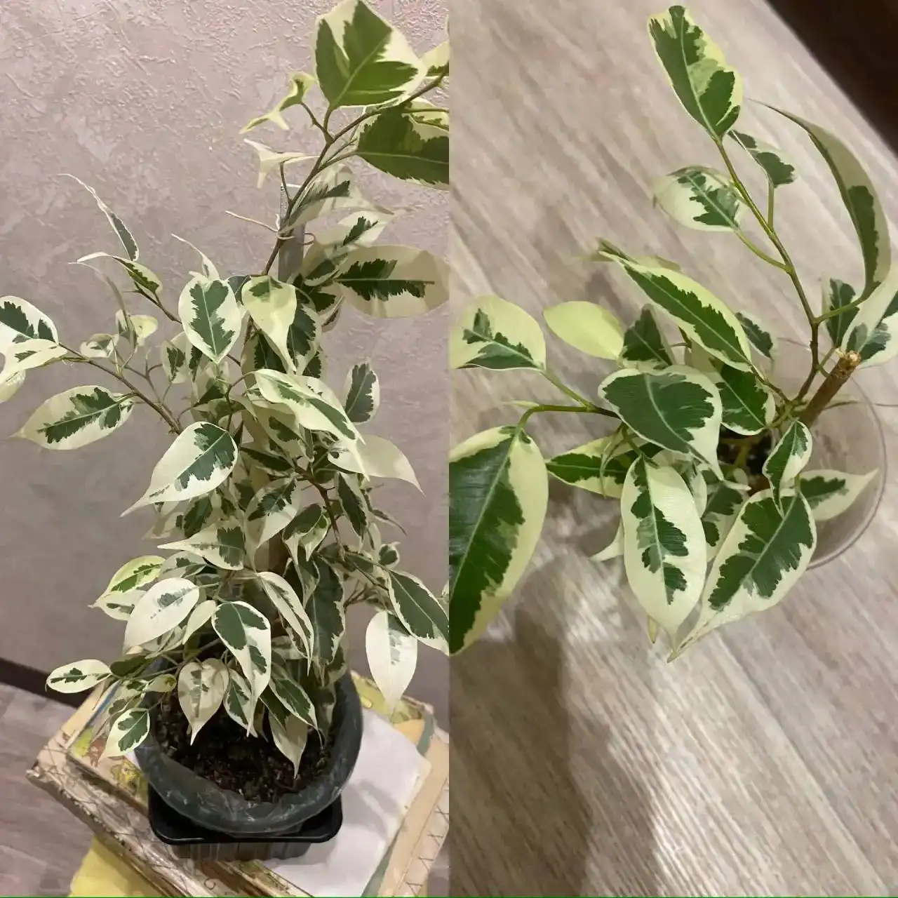 Фикус Бенджамина в Кемерово - Растения (Хобби и отдых) в Кемерово