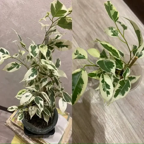 Фикус Бенджамина в Кемерово - Игровые аксессуары в Кемерово