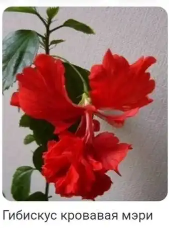 Продажа саженцев и растений в Кемерово - Растения/Саженцы (Хобби и отдых) в Кемерово