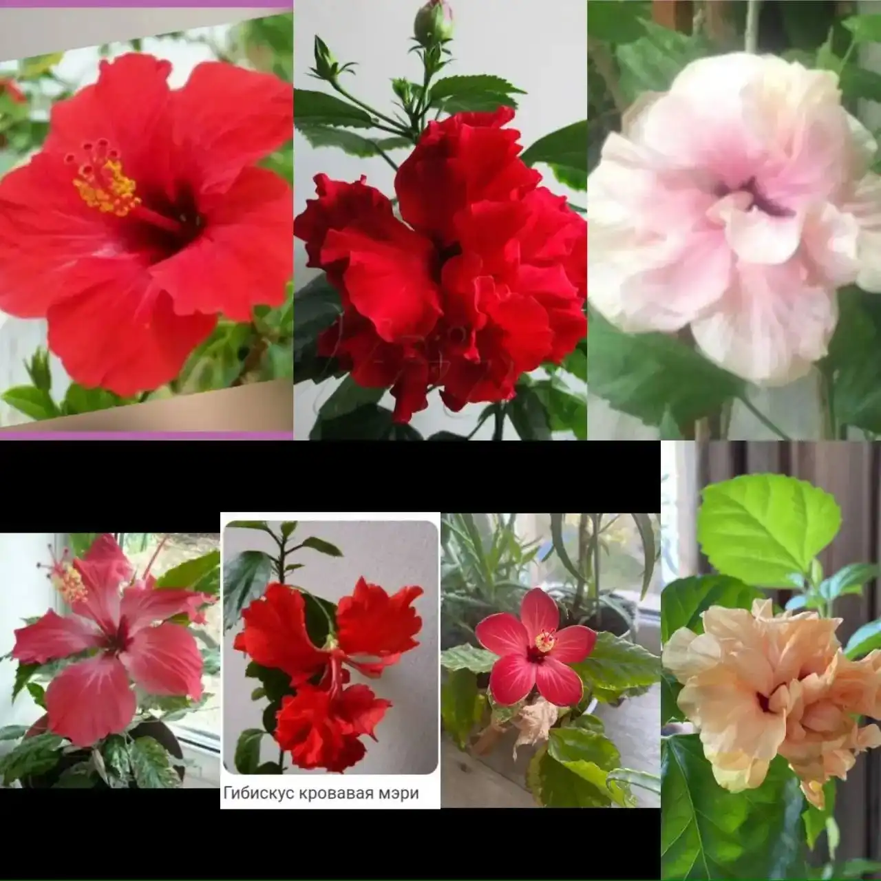 Продажа черенков гибискуса для укоренения - Растения (Хобби и отдых) в Кемерово