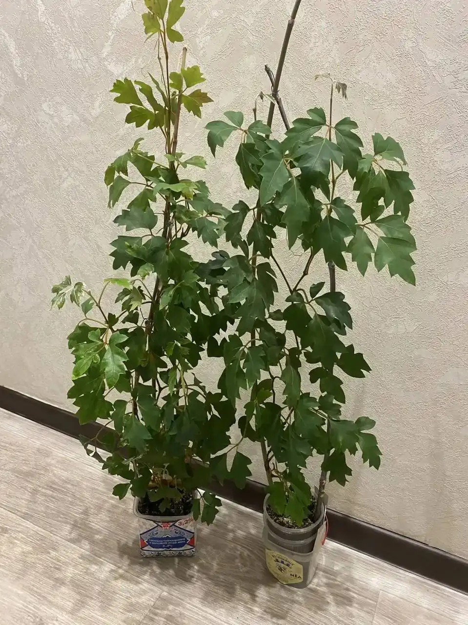 Циссус (Берёзка) растения для дома - Комнатные растения (Для дома и дачи) в Кемерово