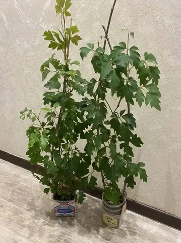 Циссус (Берёзка) растения для дома - Кухонная техника в Кемерово