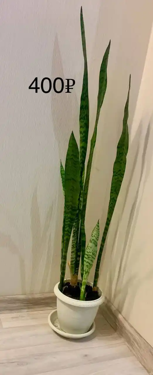 Продам цветы адаптированные к домашним условиям