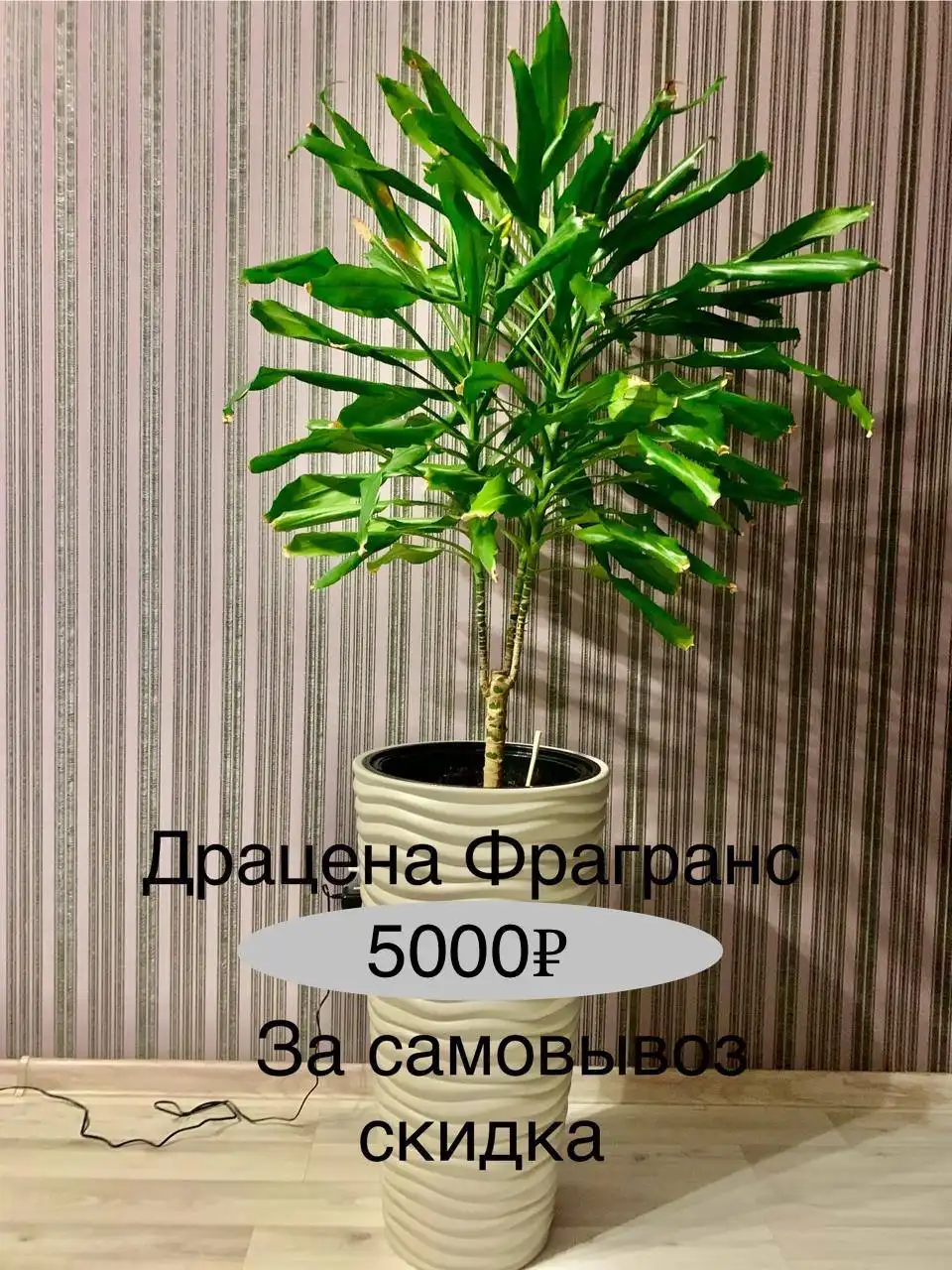 Лугометрия Маркет объявления