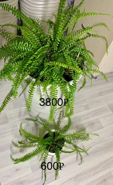 Продам цветы - частное объявление в Пенза