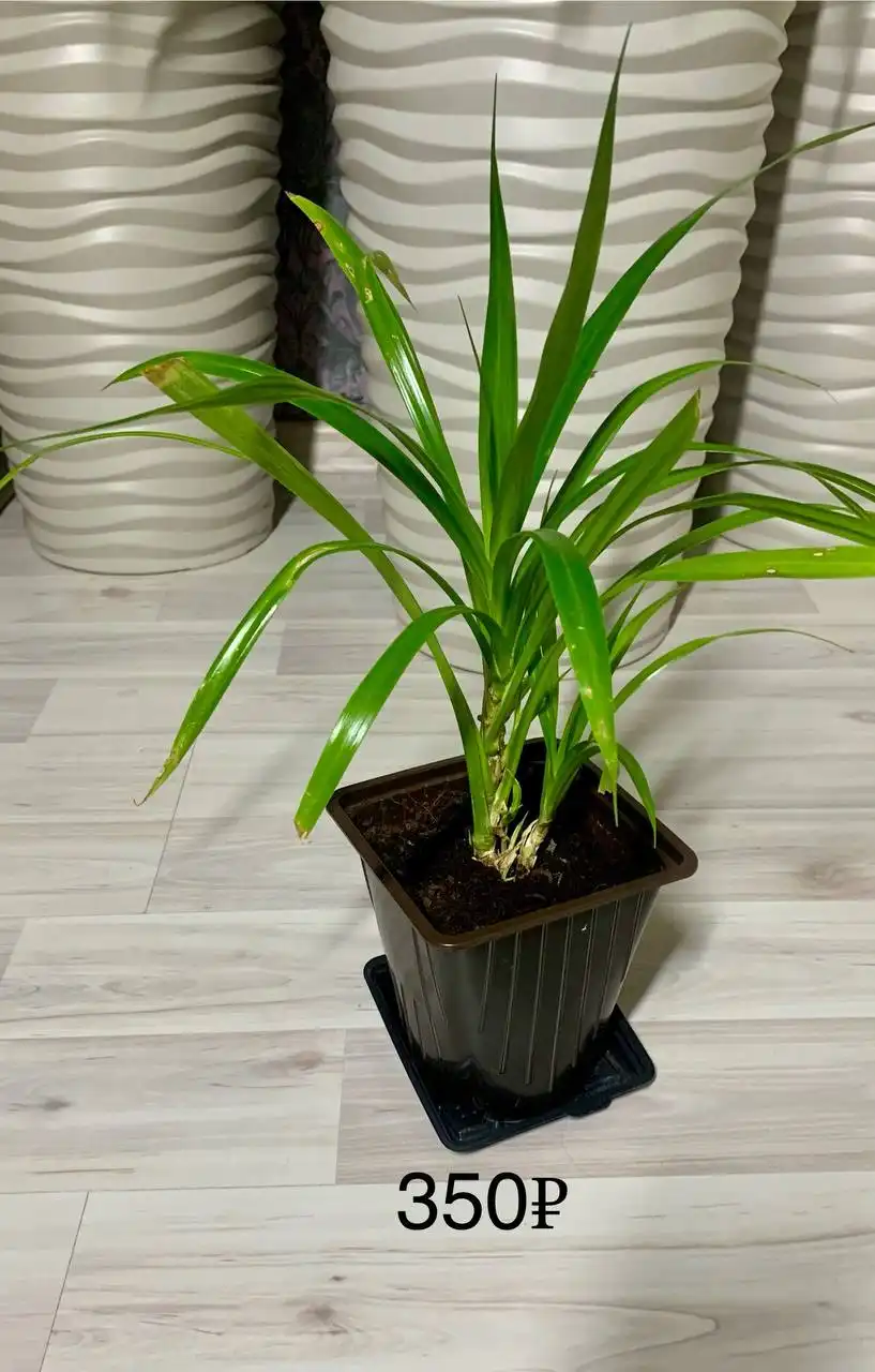 Продам цветы