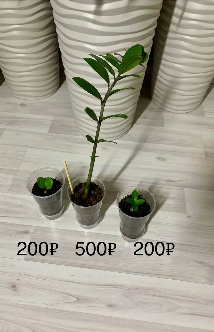 Продам цветы