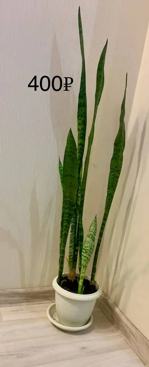 Продам цветы