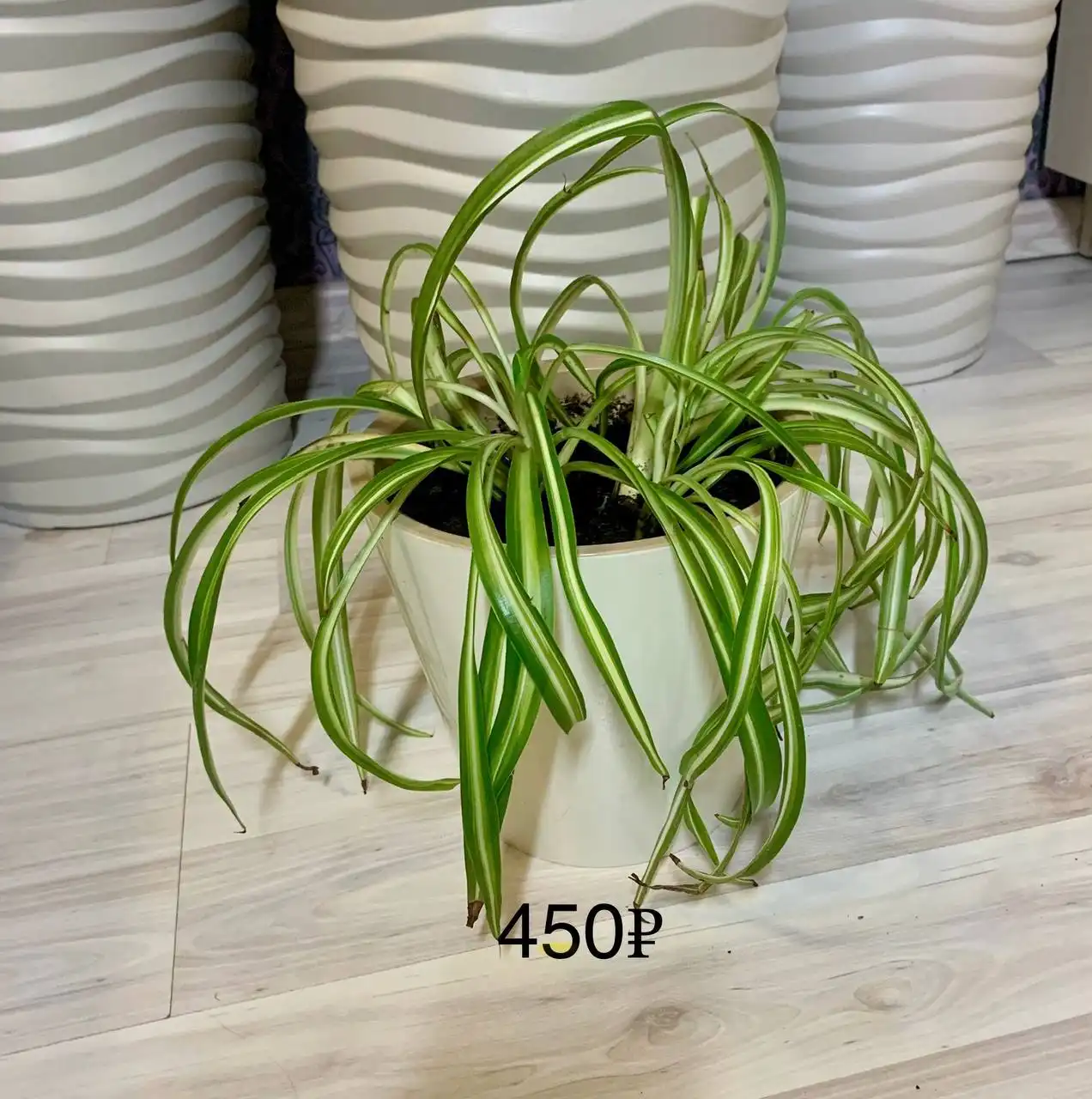 Продам цветы