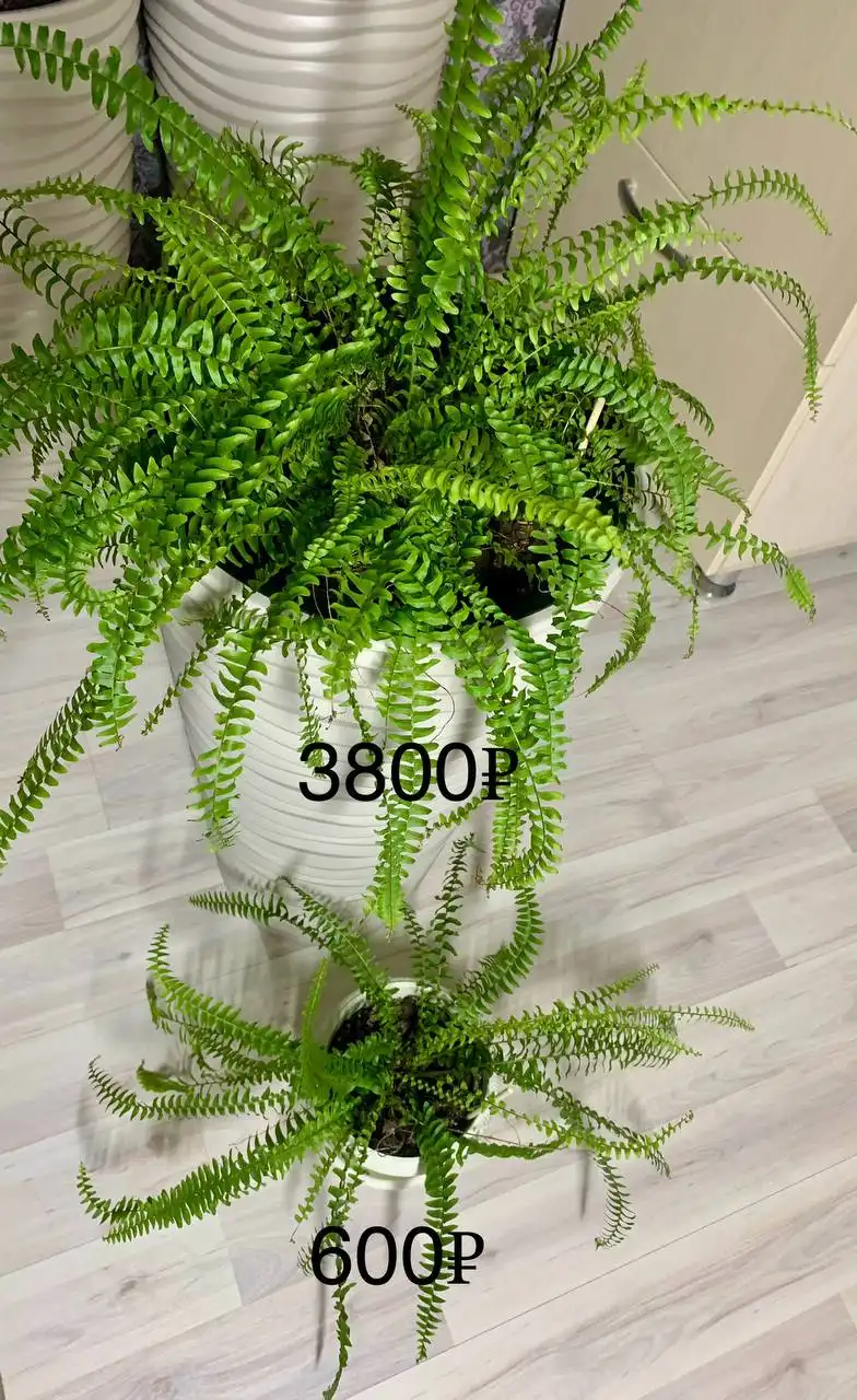 Продажа товара в Лугометрия Пенза