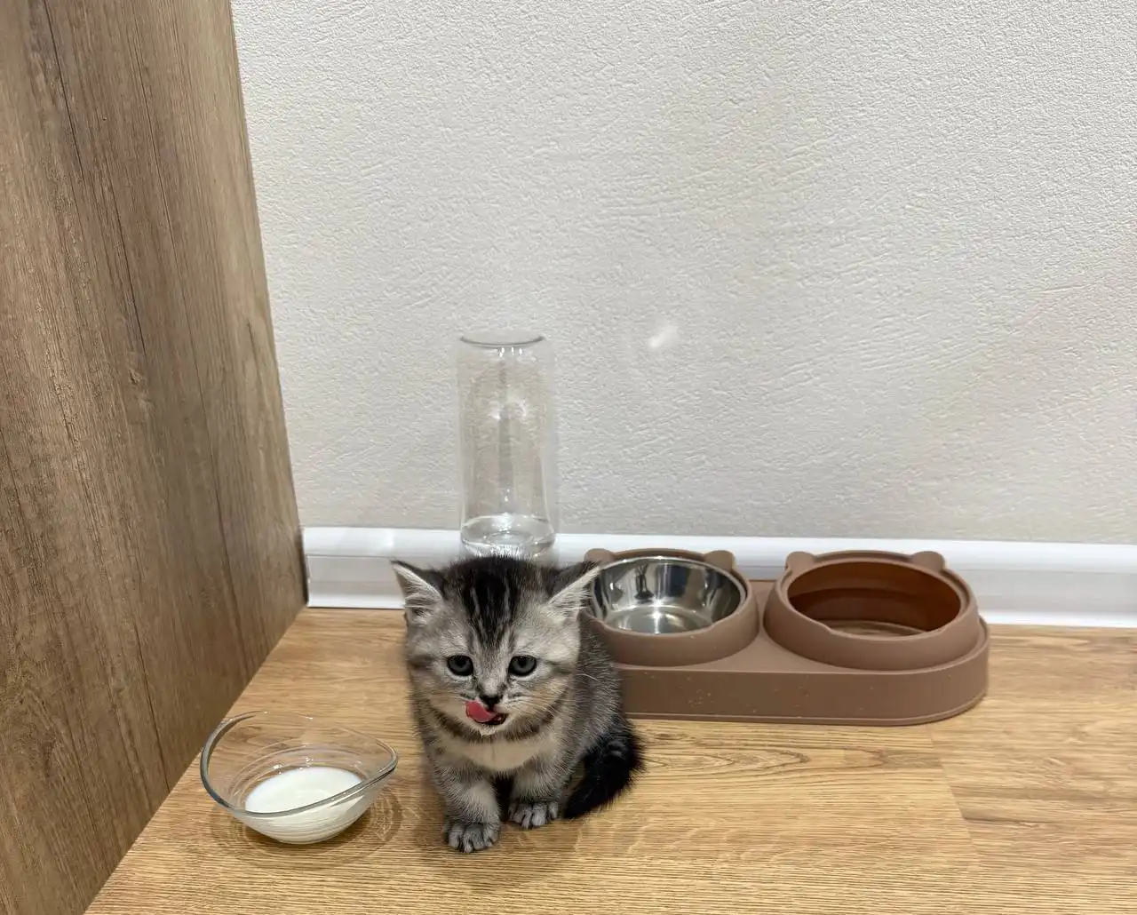 Шотландская прямоухая кошка