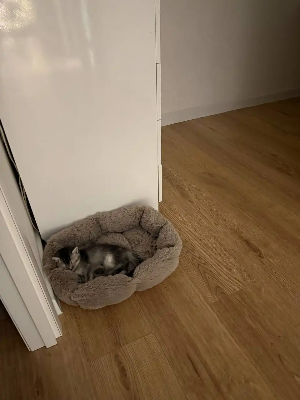 Шотландская прямоухая кошка