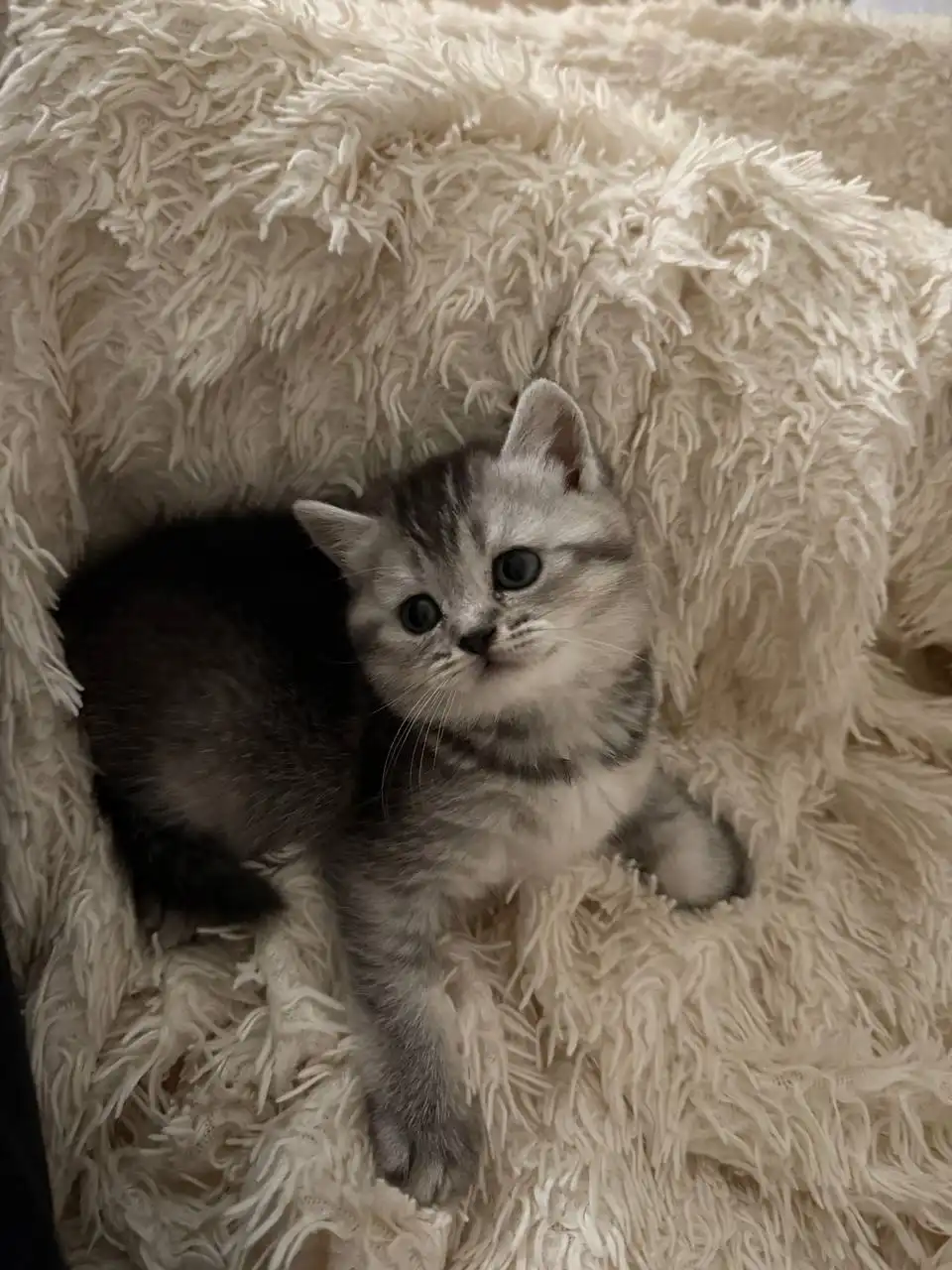 Шотландская прямоухая кошка