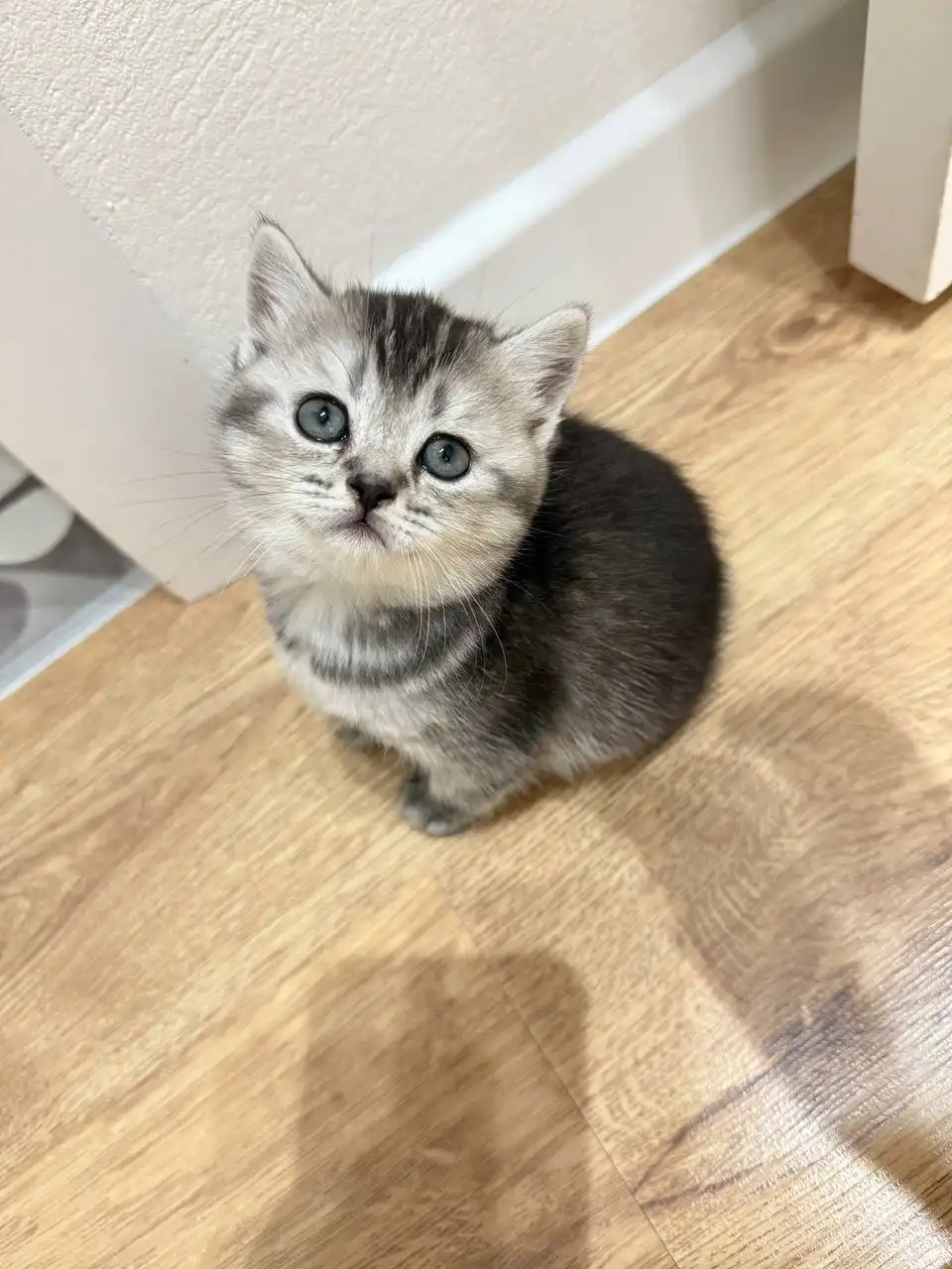 Шотландская прямоухая кошка