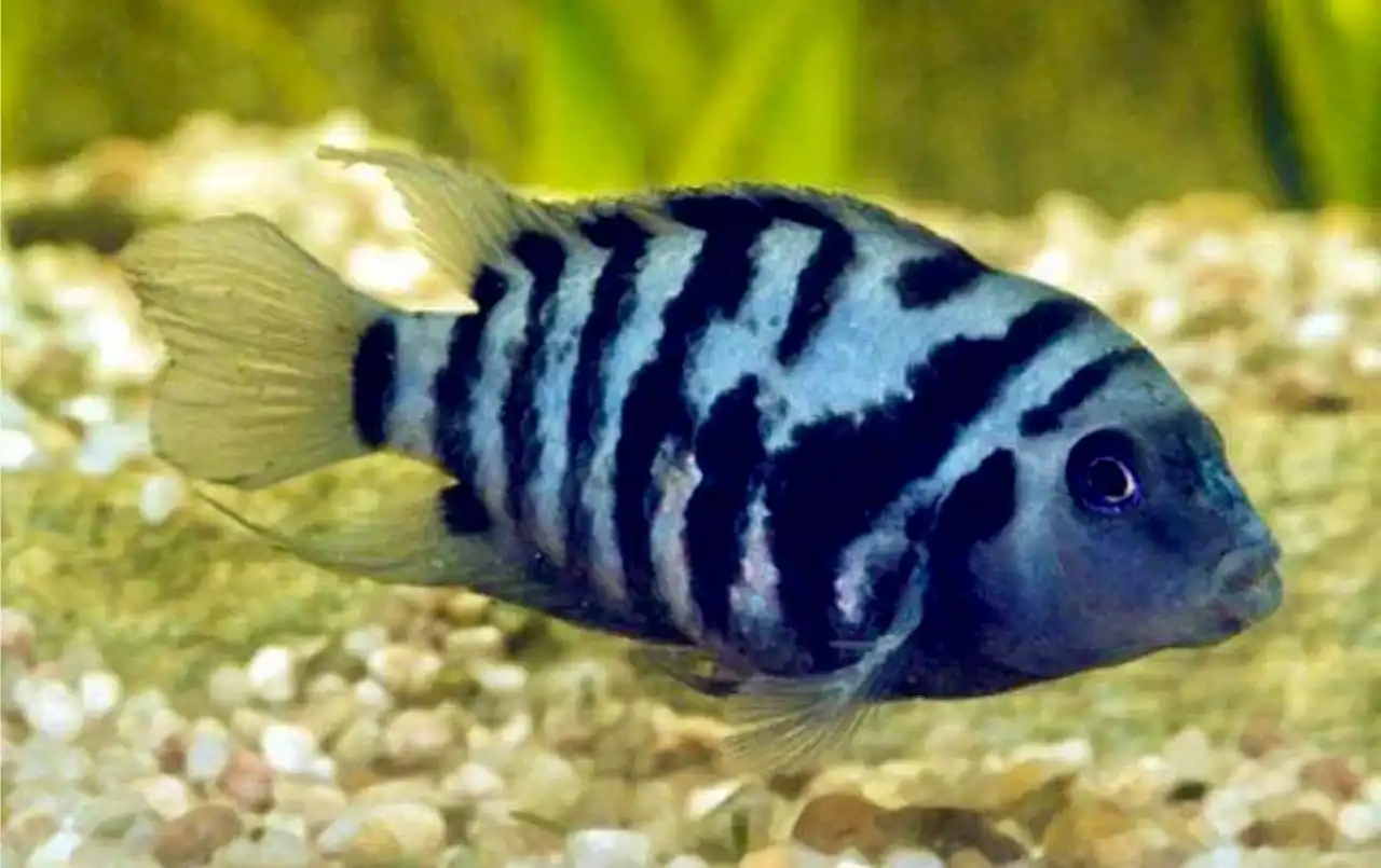 Отдам рыбок бесплатно