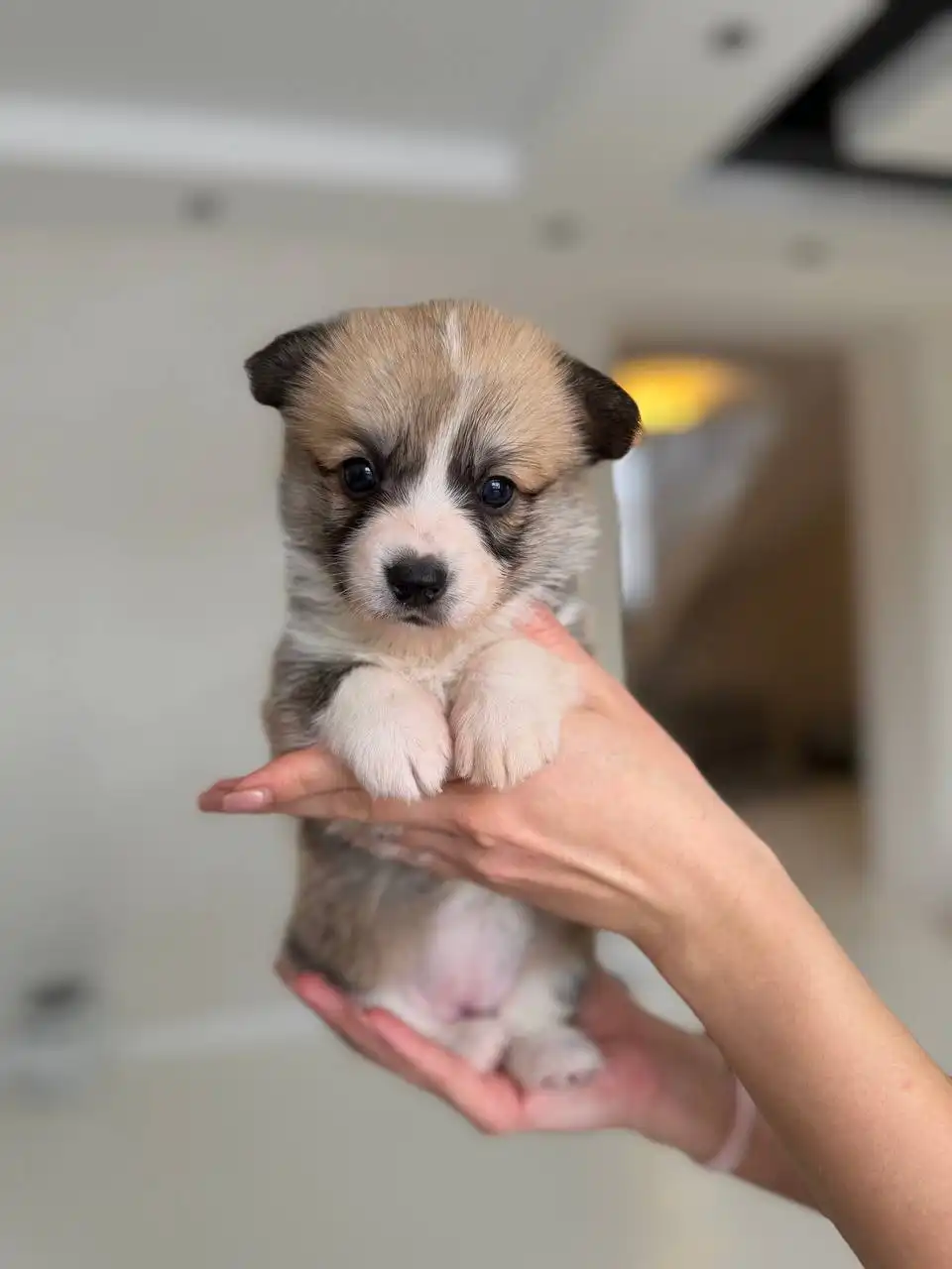 Щенки вельш-корги пемброк от титулованных родителей - Собаки (Животные) в Пенза