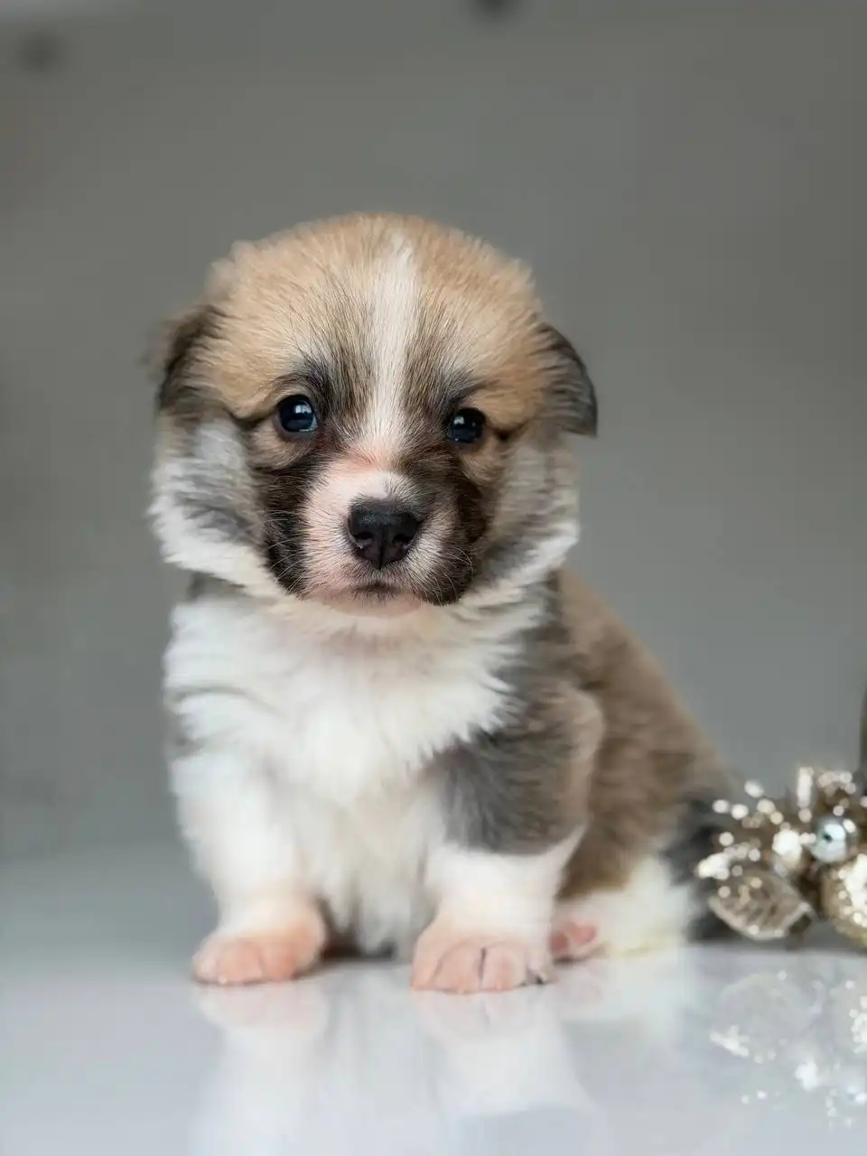 Щенки вельш-корги пемброк от титулованных родителей - Собаки (Животные) в Пенза