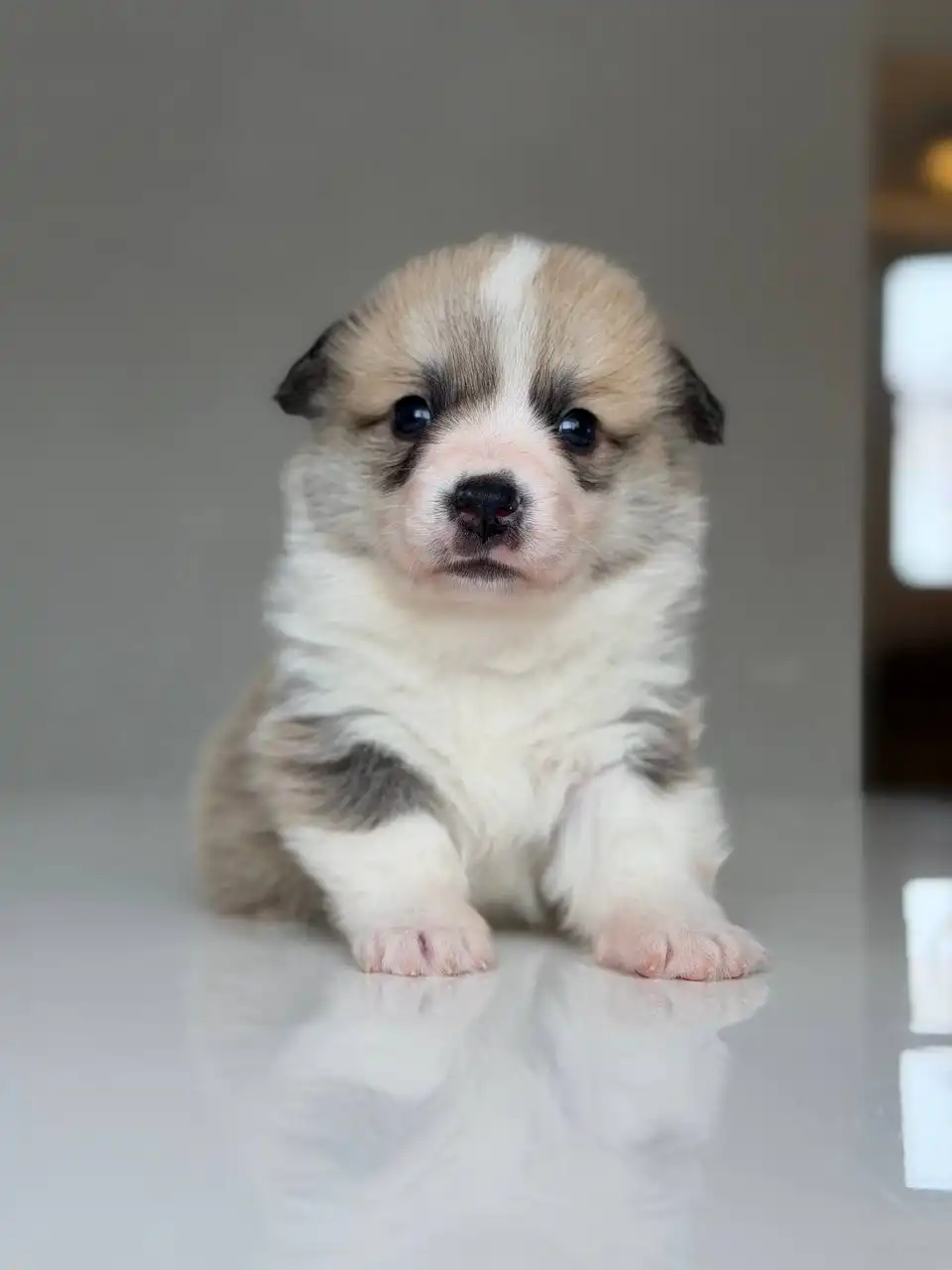 Щенки вельш-корги пемброк от титулованных родителей - Собаки (Животные) в Пенза