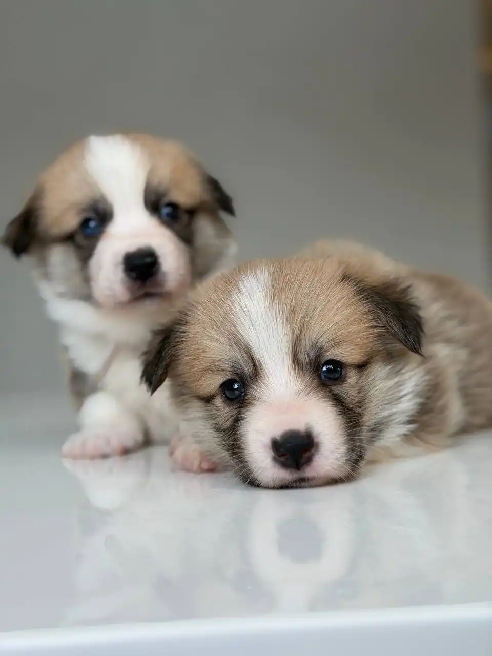 Щенки вельш-корги пемброк от титулованных родителей - Собаки (Животные) в Пенза