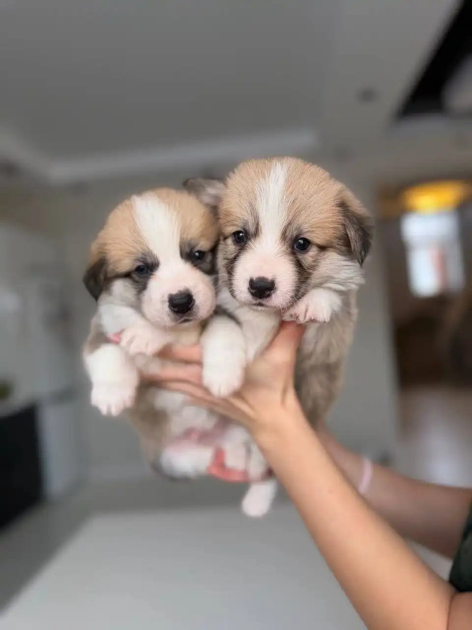 Щенки вельш-корги пемброк от титулованных родителей - Собаки (Животные) в Пенза