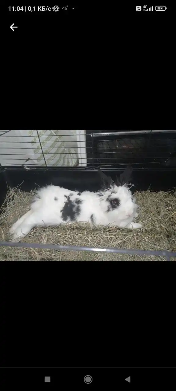 Продам кролика с клеткой - Кролики (Животные) в Пенза