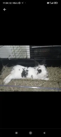 Продам кролика с клеткой - Животные в Пенза