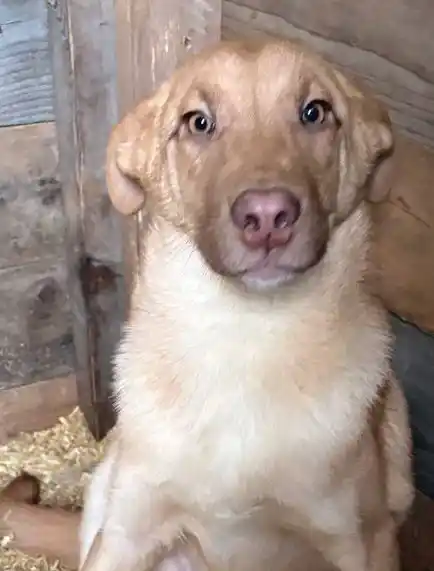 Рыжий пёс Райто ищет дом - Животные в Москва