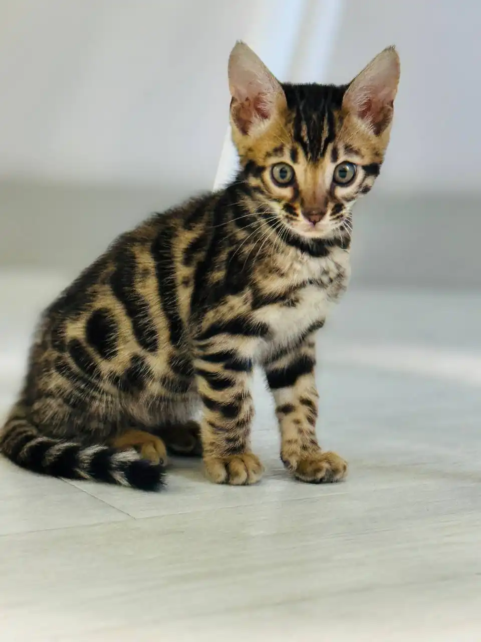 Продам чистокровного бенгальского котика