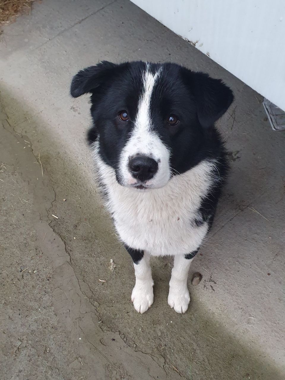Щенок бордер-колли ищет дом - Животные в Казань