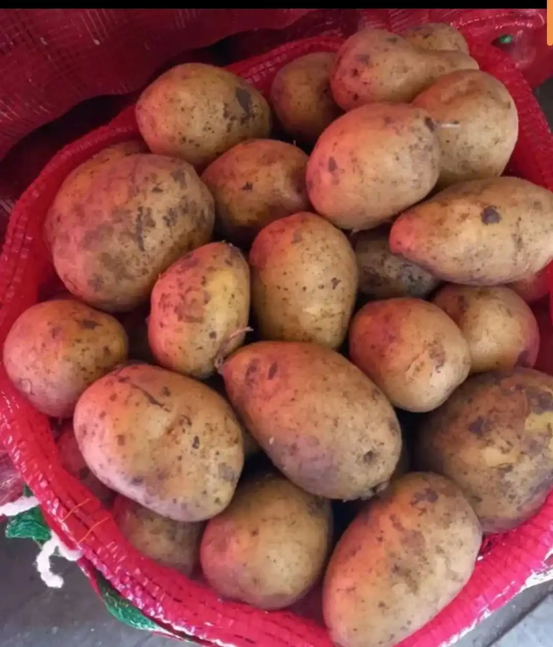 Домашний картофель сорт Зекура