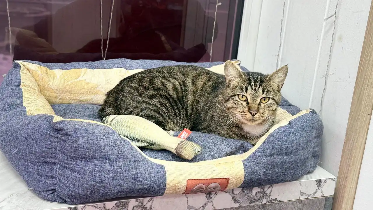 Пропала кошка Алиса в районе Железнодорожной 88