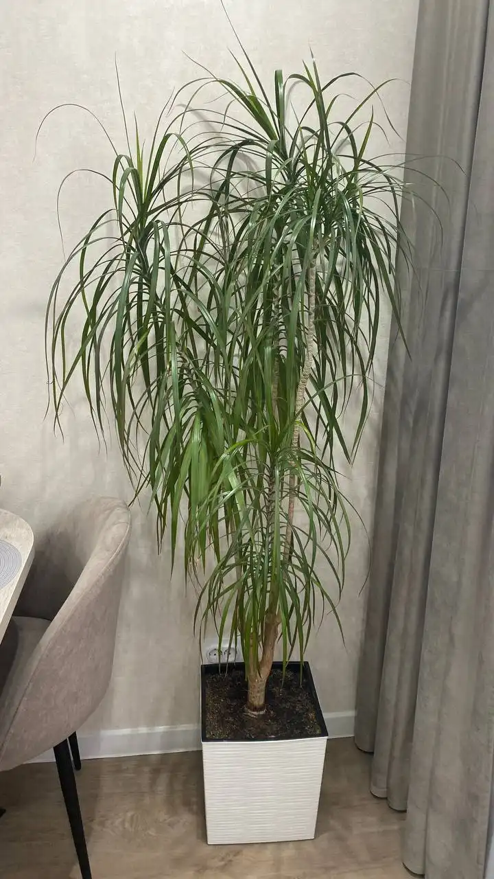 Продам высокий цветок в кашпо