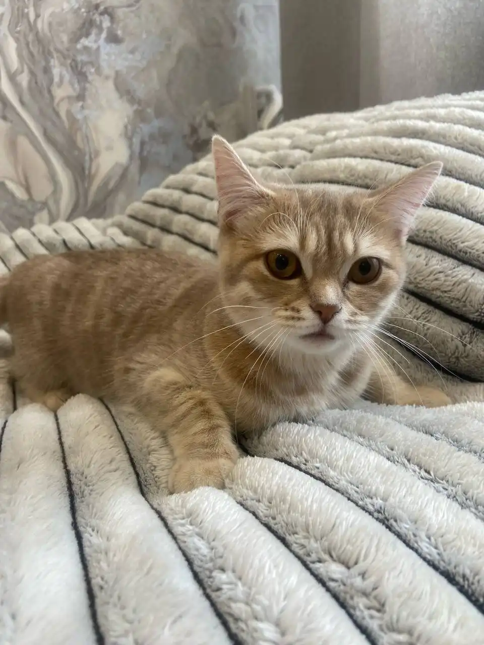 Кошка в добрые руки