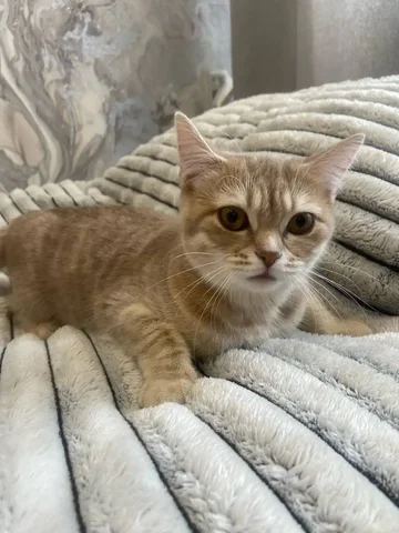 Кошка в добрые руки - Животные в Южно-Сахалинск