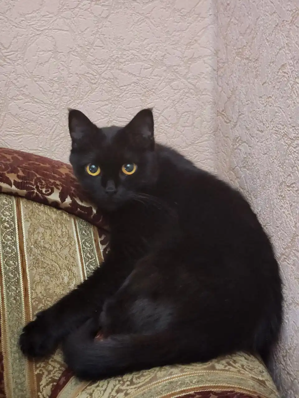 Потерялась кошка в Южно-Сахалинске