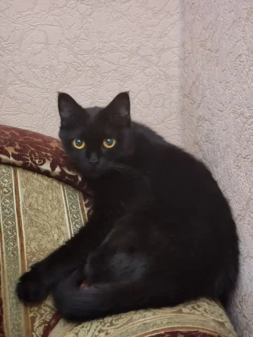 Потерялась кошка в Южно-Сахалинске - Животные в Южно-Сахалинск